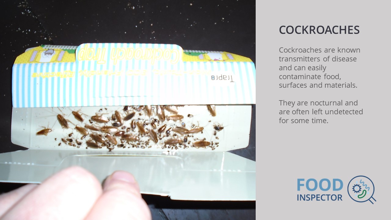 Cockroaches in a restaurant